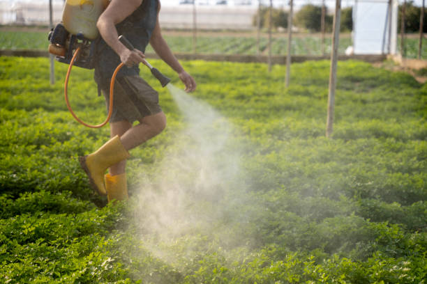 Reliable Weaverville, CA Pest Control Solutions