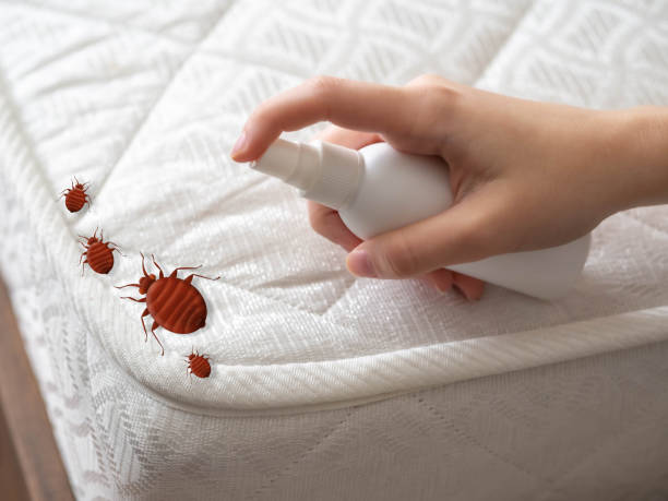 Best Spider Control Near Me  in Weaverville, CA