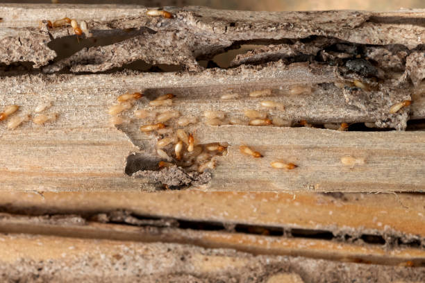 Best Mosquito Control Services  in Weaverville, CA