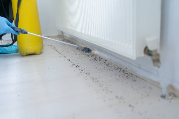 Best Bed Bug Extermination  in Weaverville, CA